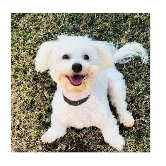 Reflective Dog Collar and Leash Set, Adjustable Collar and 5 FEET Dog Leash - Picture 6 of 8